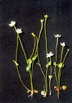 Parnassia Palustris Extract 